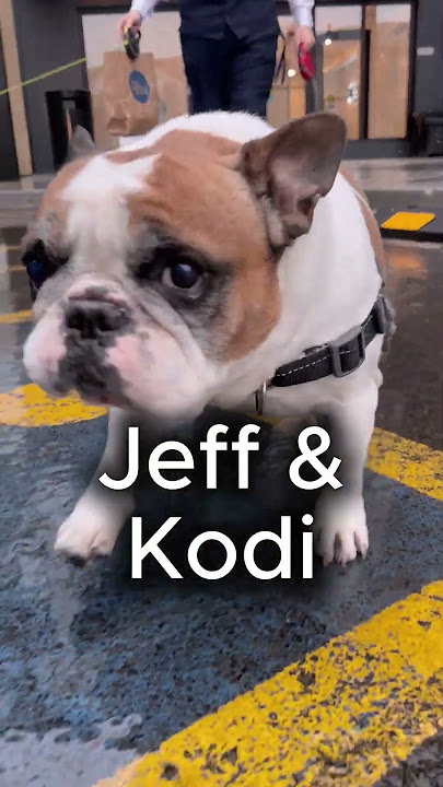 Wonderful pups of Party Dawgz