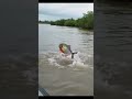 Dolphins swarming a fish in the river #Dolphin