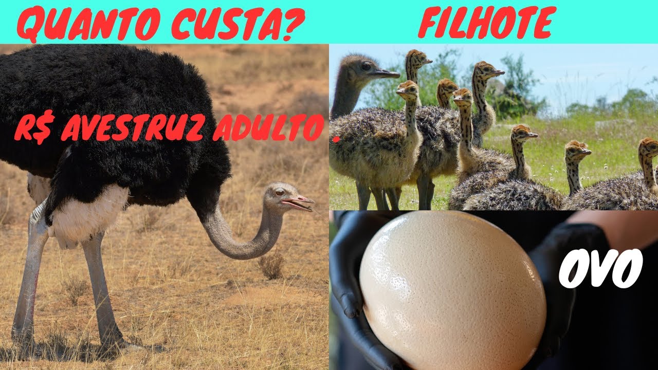 QUANTO CUSTA o AVESTRUZ um ovo e um FILHOTE de Avestruz?