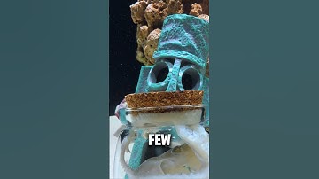 Octopus Solves a Complex Puzzle in Seconds! 🧠🐙