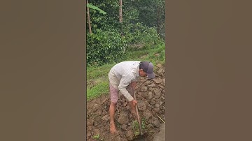 easy way to make irrigation channels in rice fields using a hoe #shorts