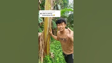 Thumbnail of Rindu ulti pohon pisang bang😿