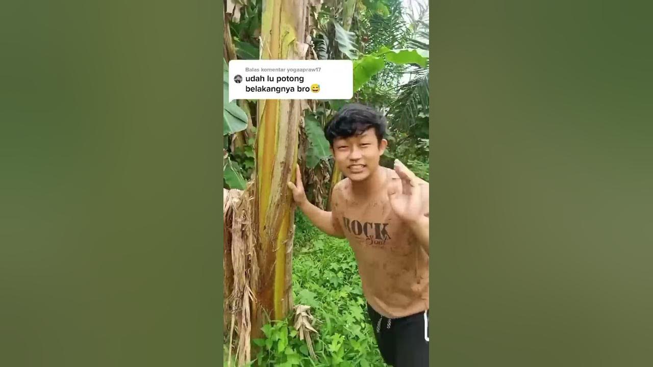 Rindu ulti pohon pisang bang😿