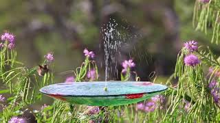 The Humming Bird's Bath