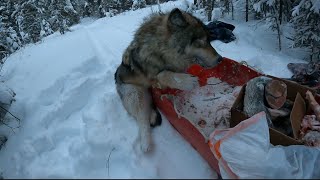 Alaska Wolverine and Wolf Trapping 2023 (Episode 4)