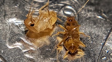 Nocticola sp. "Malaysia" (Malay Micro Roach) Care