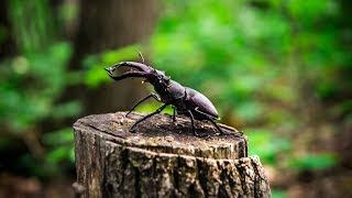 Жук-олень - большой и грозный жук / Big stag-beetle Жук-олень - большой и грозный жук / Big stag-beetle