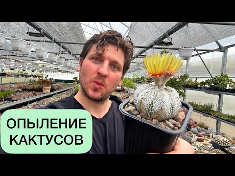 Опыляю кактусы Астрофитумы