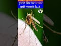 हमारे सिर पर मच्छर क्यों मंडराते है Why Mosquitoes hover over head ? #shorts #youtubeshorts