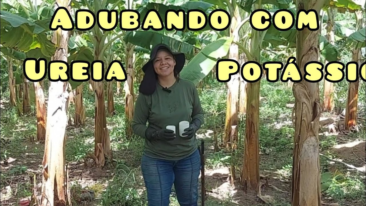 BANANA DA TERRA SOLTANDO CACHOS, ADUBO UREIA E POTÁSSIO