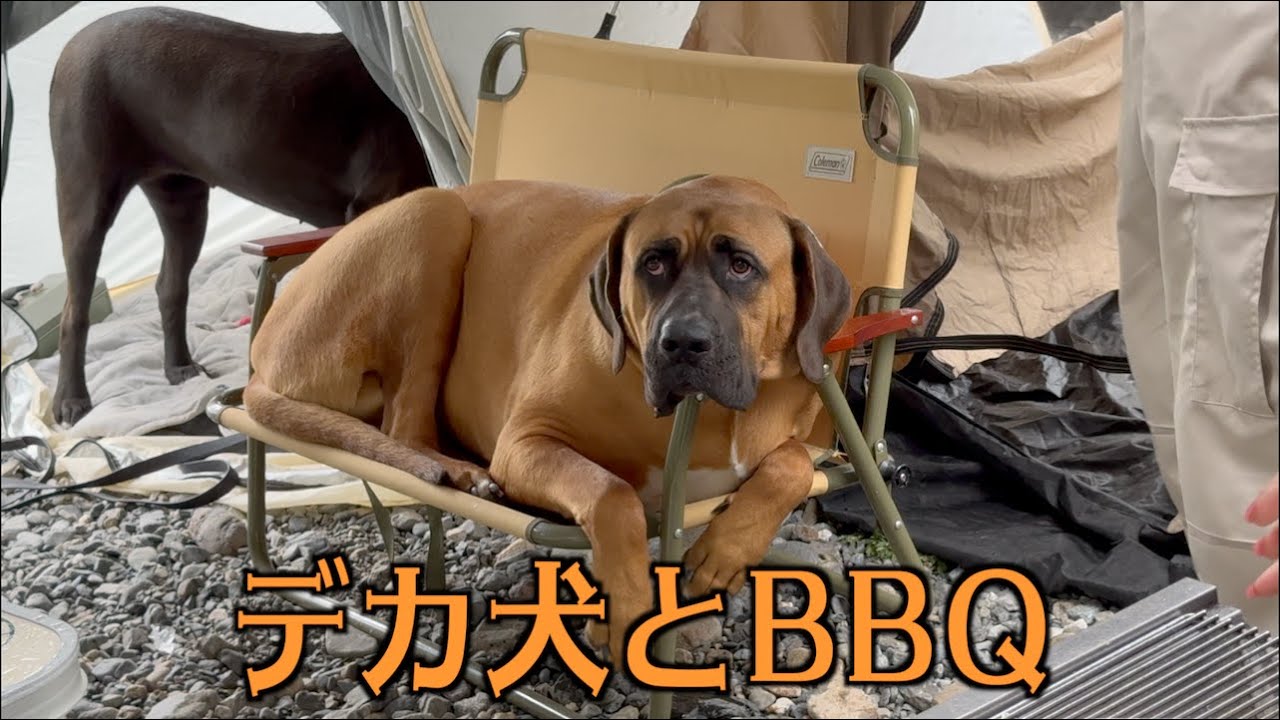 My dog ​​turned out to be tiny after having a BBQ with a huge dog