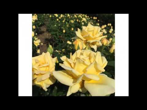 芦原節 福井県民謡 Cover なち