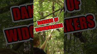 What are Widowmakers and how do you get rid of them? #camping #bushcraft  #survival