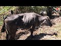 Vacas paridas de Santiago Nonualco.