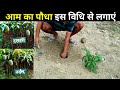 आम का पौधा इस विधि से लगाएं 🥭🌳 Aam ka paudha Kaise Lagate Hain /  How to plant mango / mango plant