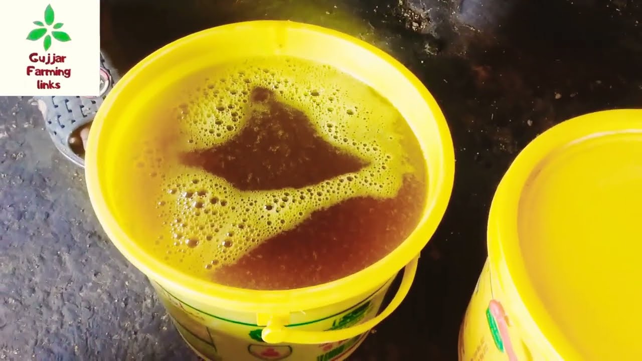 How Made Canola Oil Pure Cooking Oil Canola Cooking Oil YouTube