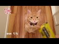 2017年冬募集ちゅ～るＣＭ『おねだり篇』（いなば食品グループ）