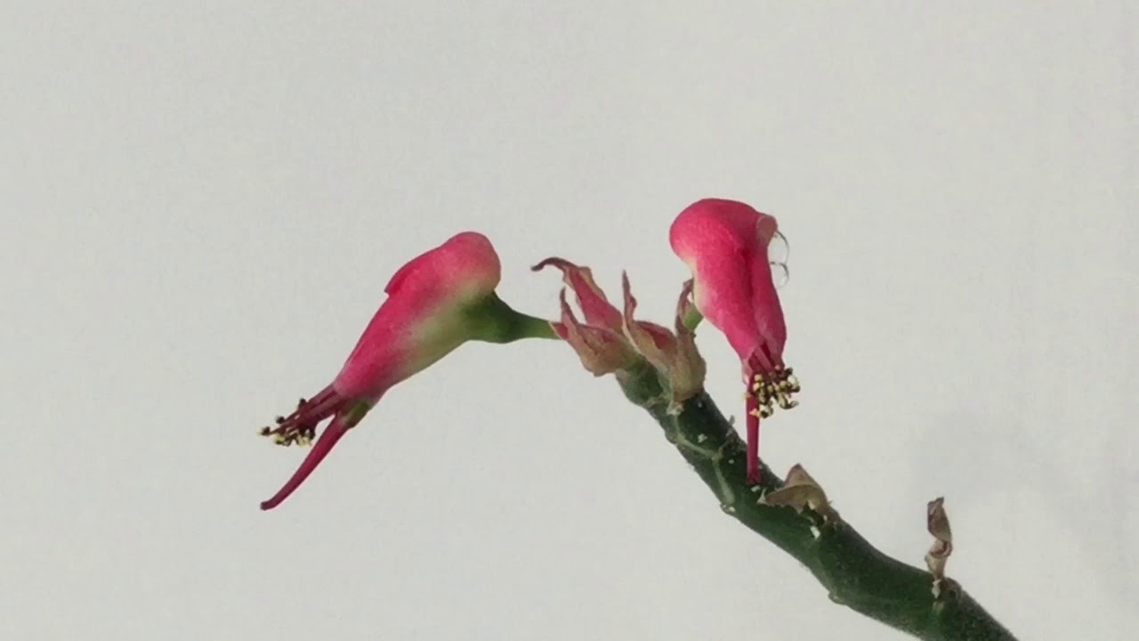 Педилантус Цветок Фото Как Цветет — New-Freepik.Ru