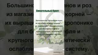 Смертельный букет  #цветы #цветыдлядома