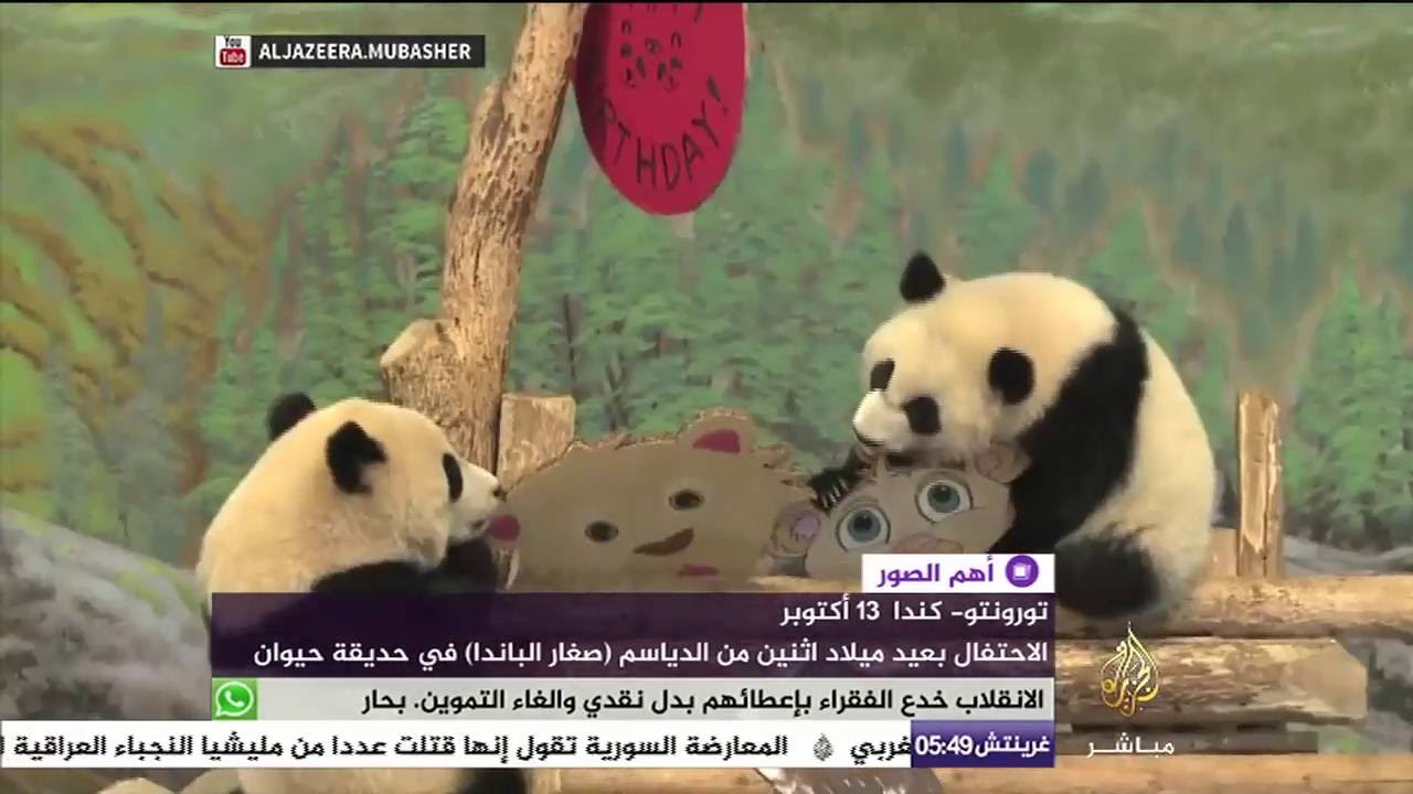 حفلة عيد ميلاد لصغيري باندا في كندا