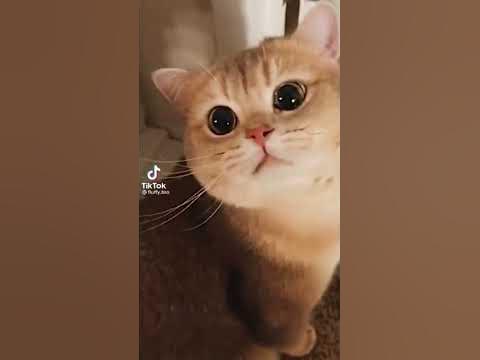 мяуканье котят🥰 - YouTube
