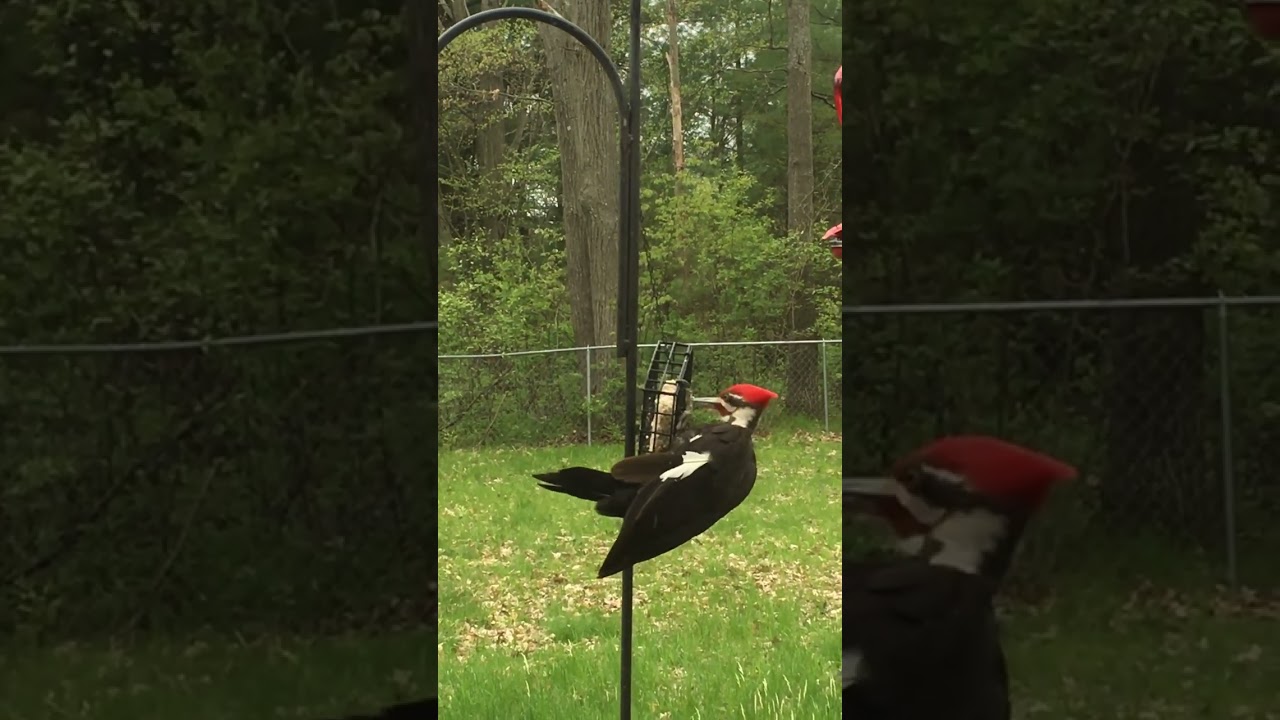 Pileated Woodpecker eating from a feeder