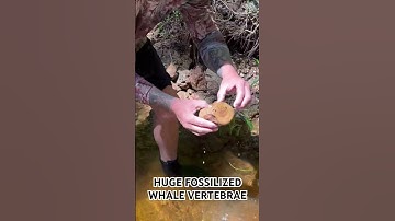 HUGE WHALE VERTEBRAE