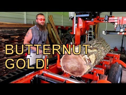 IN ALL MY YEARS OF SAW-MILLING I HAVE NEVER SEEN A LOG LIKE THIS BEFORE, PRIZE BUTTERNUT!