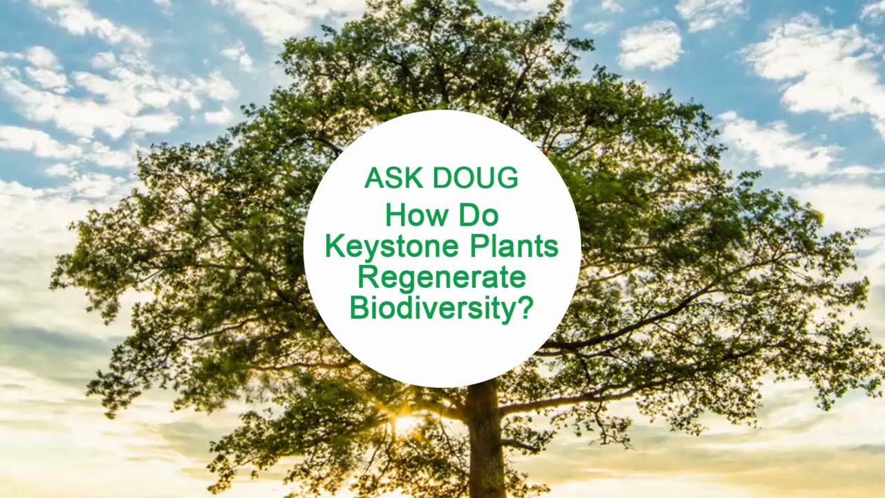 How Do Keystone Plants Regenerate Biodiversity? YouTube