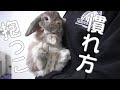 うさぎさんへの抱っこの慣れさせ方。練習どうしてる?【ホーランドロップ】