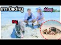 จับแฟนมาปล่อย ที่เกาะหมู (มีแต่หมูทั้งเกาะ!) 🐷🏖