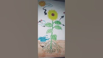 Class 10 l science project file l Life process