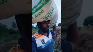 அதுக்குள்ள மழை வந்துருச்சு 😭💐 #countrylife #hardworkworks #farmerstruggle #nature #yt #vivasayam