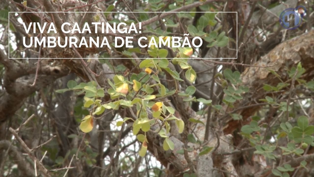 Viva Caatinga! Umburana de Cambão