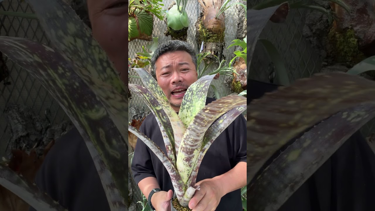 Introducing My Favorite Billbergia❗️ - YouTube