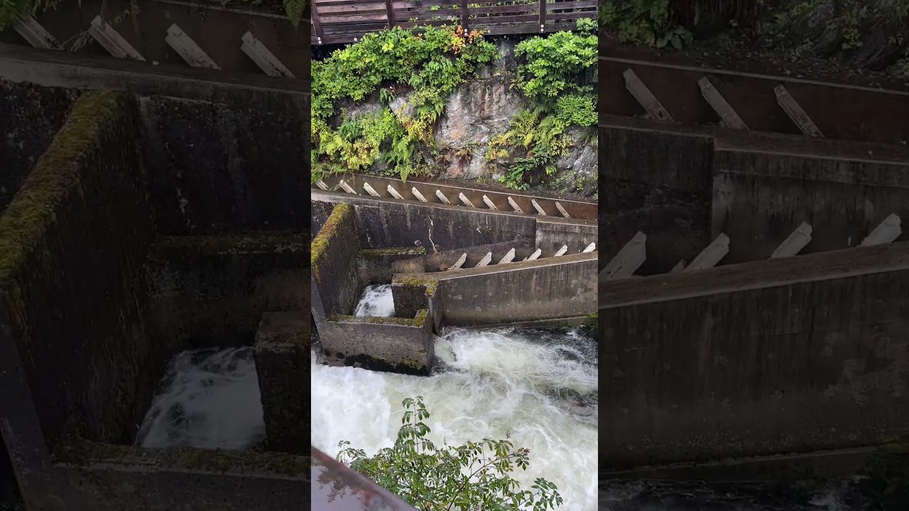 Salmon Ladder in Alaska! #Ketchikan #AlaskaCruise #DisneyWonder #DisneyCruise #YouTubeShorts