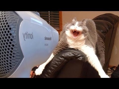 What Happens When You Blow Dry Your Cat? - YouTube