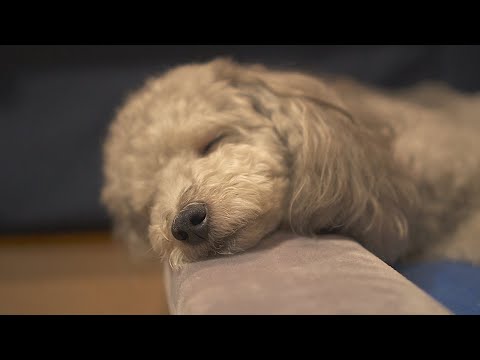 【ASMR】犬の寝息を高音質マイクで録ってみた。