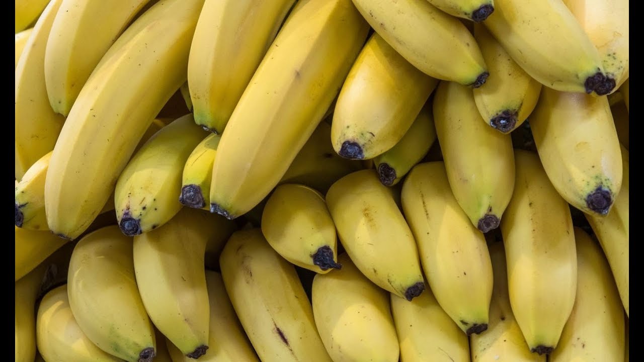 Die Banane Wie Wir Sie Kennen Ist Vom Aussterben Bedroht Plentiful Lands