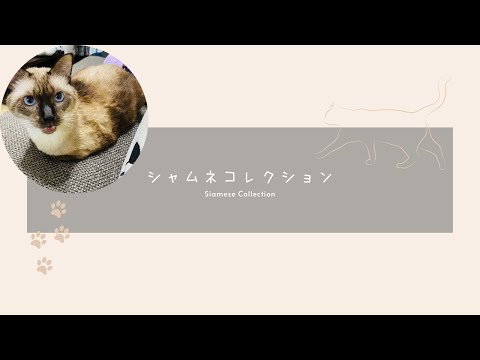 【祝】登録者数1,000人&新企画『シャムネコレクション』始動!