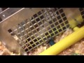 Mouse prison