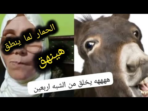 هو لو الحمار نطق هيعمل ايه يعني هيغرد لا طبعا هينهق