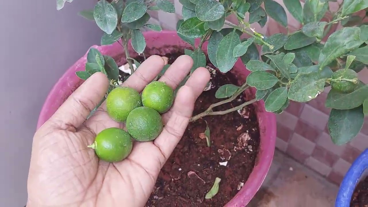 Kagzi Lime Home Harvest 🍋 | Grown in Balcony Plastic Buckets