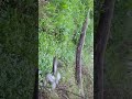 #music #nature #домбыраастана #folksong #spring #тойбастарастана #food #flowers #rain #garden