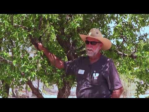 5 Mistakes to Avoid When Planting Southern Shade Trees