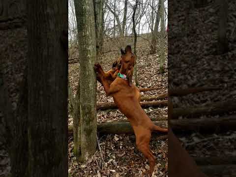 Video: Er redbone coonhounds gode familiehunder?