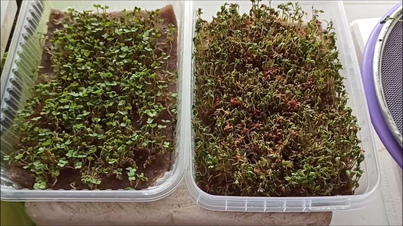 джутовый коврик для микрозелени. микрозелень горчица. как выращивать микрозелень на джутовом коврике. микрозелень на кокосовом торфе. мангольд микрозелень.