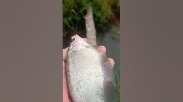 Giải Cứu Cá Thác Lác