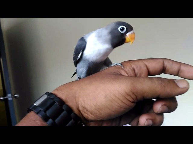 Grow up-handfeeding-free fly-lovebird class=