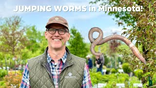 All about jumping worms